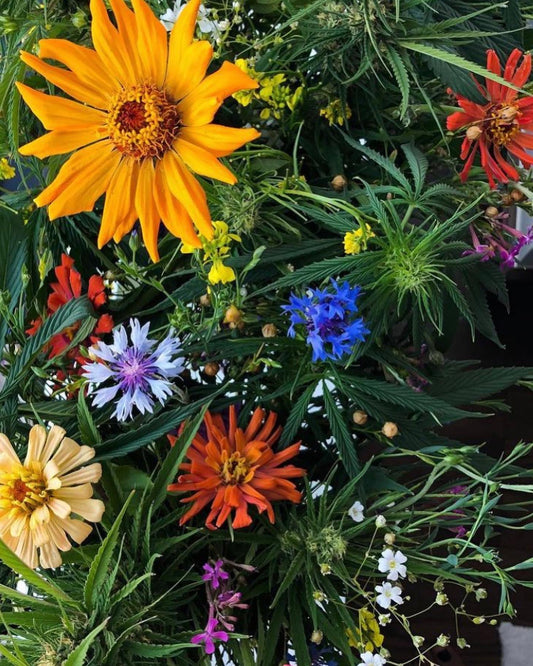 BOTANICAL ALCHEMY