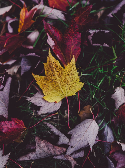 SEASONAL CHANGE - HOW TO FIT CBD INTO YOUR DAILY ROUTINE