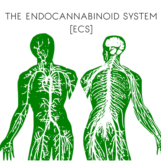 The Endocannabinoid System [ECS]