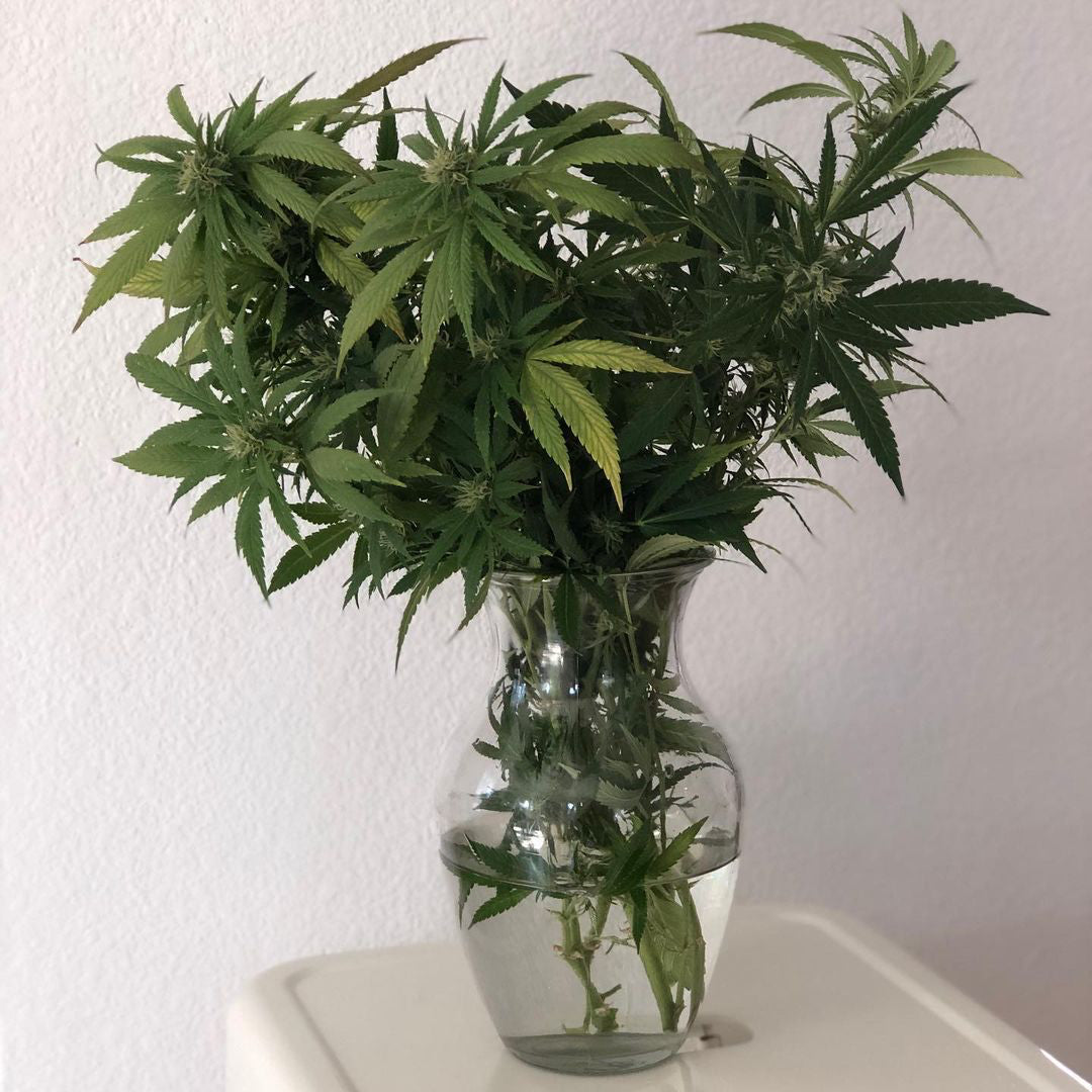 HEMP WELLNESS AND LIFESTYLE: THE BENEFITS OF INCORPORATING HEMP INTO YOUR DAILY ROUTINE