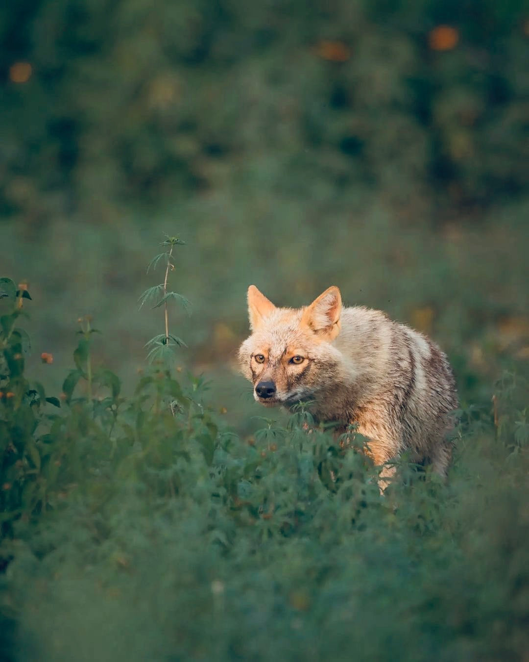CURIOSITY... AND CANNABIS